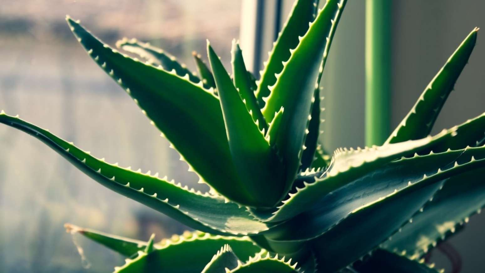 Confira plantas que purificam o ar para você ter em casa, segundo a NASA