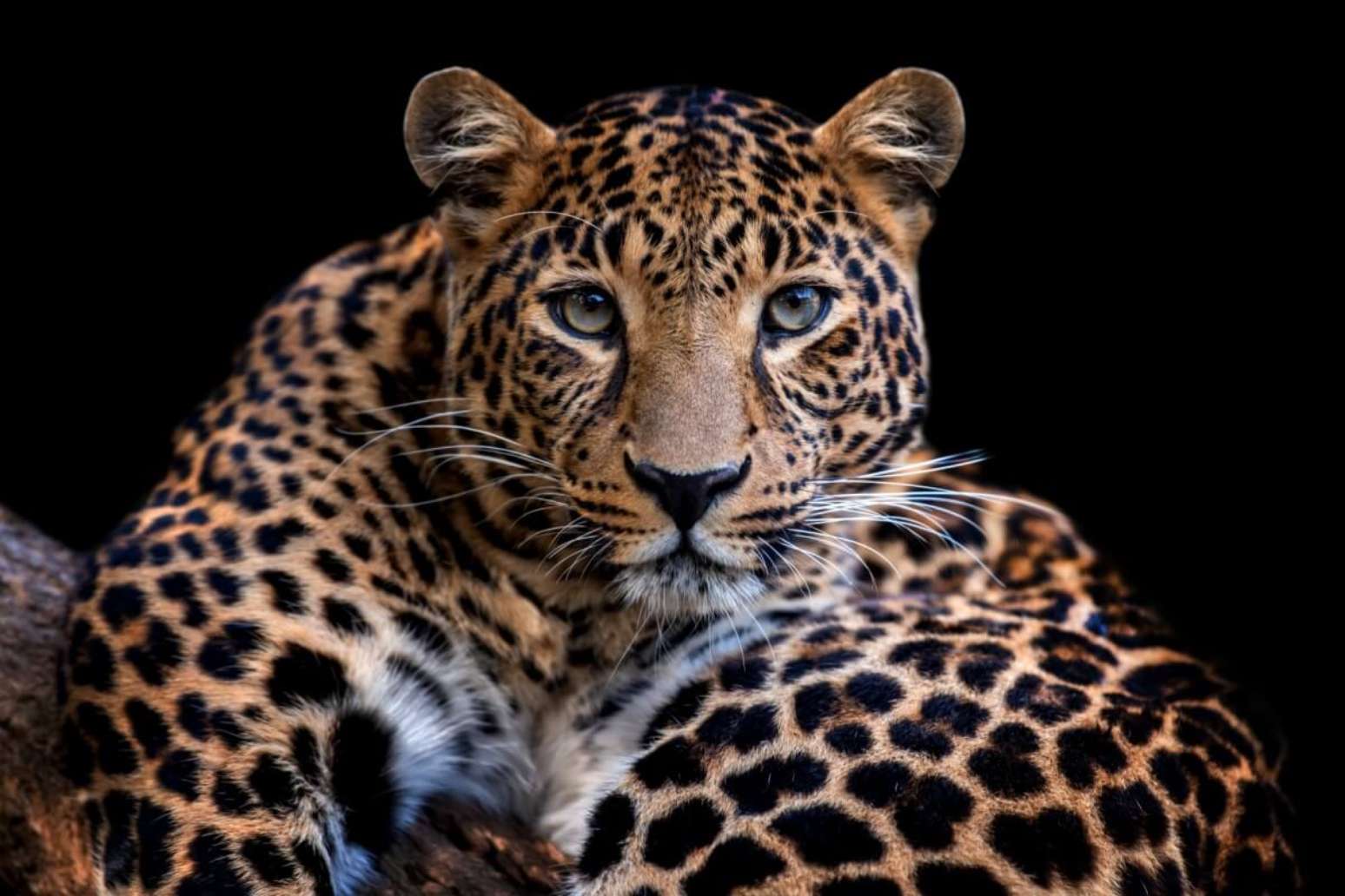 Leopardo: 10 curiosidades sobre esse felino selvagem
