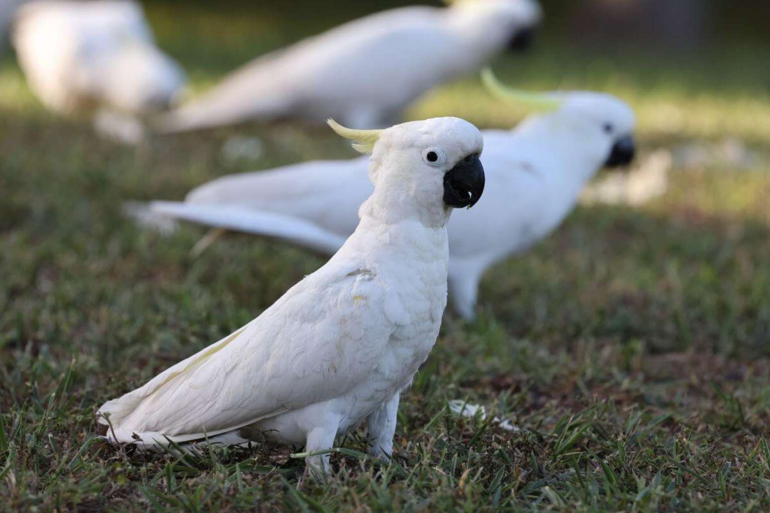 Cacatua: 7 curiosidades interessantes sobre essa ave