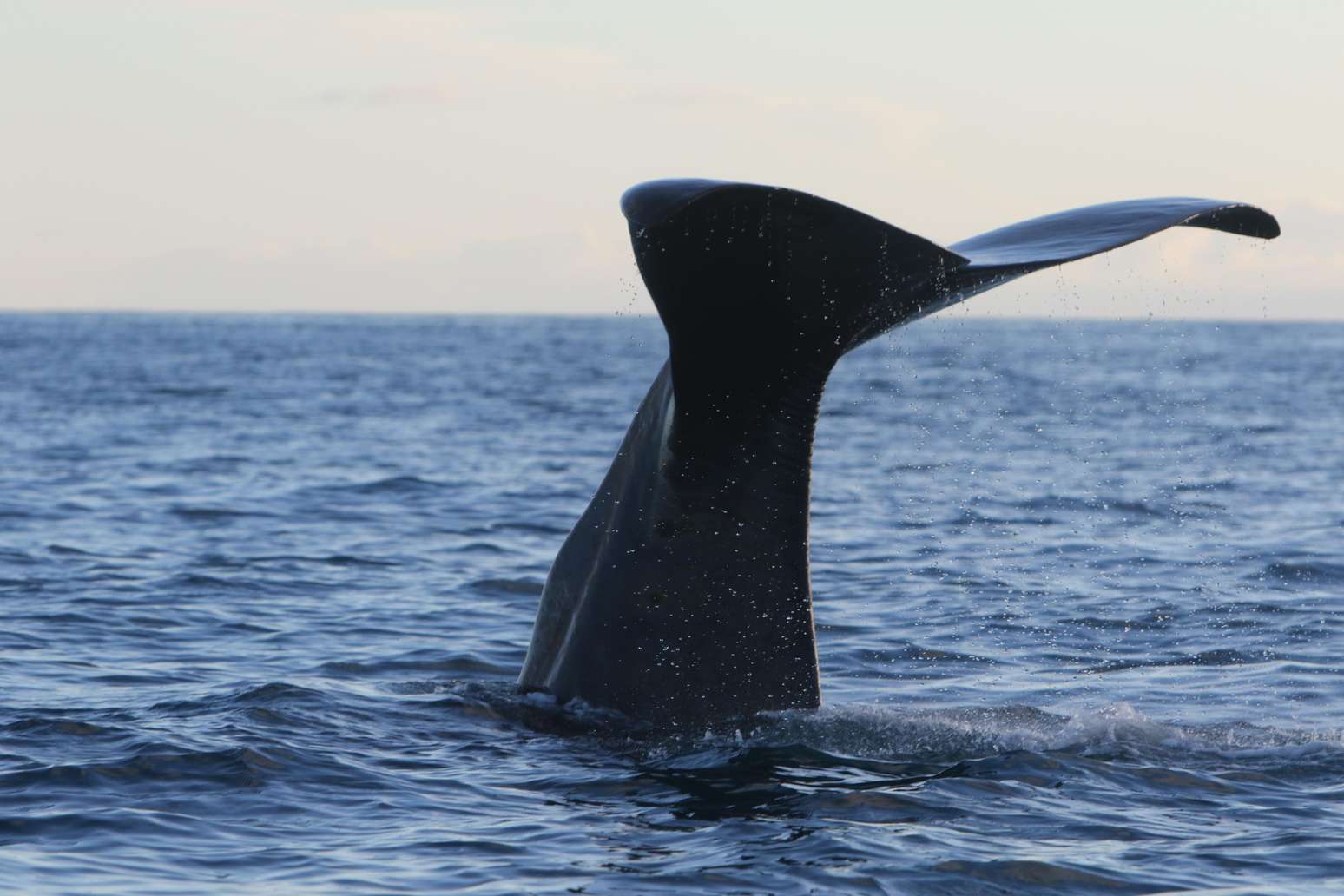 Qual é o animal mais barulhento do mundo? Conheça os recordistas