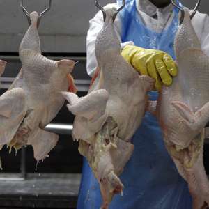 China encontra "traços de coronavírus" em frango brasileiro