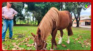 Por onde anda o cavalo Caramelo, símbolo das enchentes do Rio Grande do Sul