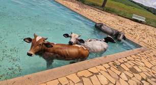 Vacas 'mergulham' em piscina de clube e mobilizam operação de resgate; veja o vídeo