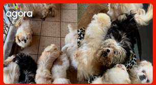 Polícia resgata 125 animais de maus-tratos dentro de ONG em São Paulo