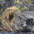 Homem é morto por leão em acampamento de luxo de safari