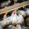 Chile, Uruguai e México também suspendem compra de frango do Brasil