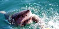 Gansbaai, na África do Sul, é conhecida como a "Capital do tubarão branco"  Foto: 126 Club/Flickr