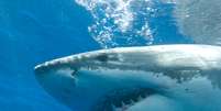 As chances de ser atacado por um tubarão são relativamente raras, mas podem aumentar em alguns lugares  Foto: Getty Images 