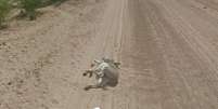 Sequência mostra burro envolto em poeira, sugerindo que recém caiu, e depois apenas imóvel, deitado  Foto: Reprodução