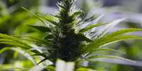 <p>Regulamentação sobre a compra, venda e cultivo da maconha no Uruguai deve fica pronta a partir do dia 20 de abril</p>  Foto: AP