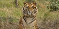 <p>Tigre-de-Bengala descansa no centro de resgate de tigres do santuário de vida selvagem de Jaldapara, na Índia, em fevereiro de 2010</p>  Foto: Rupak De Chowdhuri / Reuters