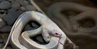 A chance de ocorrência de uma cobra com duas cabeças é de uma e um milhão   Foto: AFP