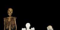 Imagem compara o esqueleto de uma mulher moderna (esq.), de um sediba (centro) e de um chimpanzé  Foto: Lee Berger/Universidade de Witwatersrand / Divulgação