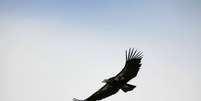 O condor-da-califórnia é considerado criticamente ameaçado de extinção  Foto: Getty Images 