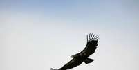 O condor-da-calif&oacute;rnia &eacute; considerado criticamente amea&ccedil;ado de extin&ccedil;&atilde;o  Foto: Getty Images 