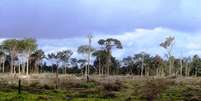 O Ibama embargou 15,8 mil hectares de desmatamentos ilegais desde o início da Operação Onda Verde, em fevereiro, no Pará  Foto: Leonardo Tomaz / Divulgação