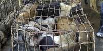 Animais são recolhidos por comerciantes ilegais que fornecem os bichos à indústria canina da China e do Vietnã  Foto: EFE