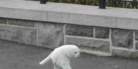 Gato pela metade teria sido descoberto no Google Street View  Foto: Reprodução