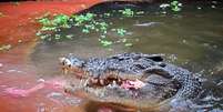 <p>Crocodilos de água salgada vem se multiplicando em riachos, rios e pântanos</p>  Foto: AFP
