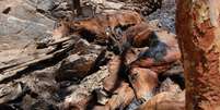Os defensores do abate dizem que os corpos dos animais - que estão morrendo de fome e sede - estão poluindo a água da região e impactando no ecossistema    Foto: AFP