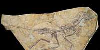 Fóssil descoberto na China pode ser da ave mais antiga já descoberta por cientistas  Foto: T.HUBIN - IRSNB / BBC News Brasil