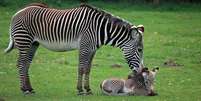 Nguvu esperou 13 meses pelo nascimento de seu filhote, cuja chegada, em 7 de maio, foi muito celebrada pelos funcionários do parque. Isso porque a zebra de Grevy é uma espécie sob risco de extinção. Acredita-se que existam apenas 2,5 mil exemplares da espécie, na Etiópia e no Quênia  Foto: Woburn Safari Park / Divulgação