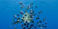 <p>Os oceanos são responsáveis pela maior parte do oxigênio na atmosfera. Na imagem, peixes que comem parasitas são os únicos "amigos" dos tubarões</p>  Foto: The Grosby Group
