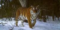 BBC captou imagens a -40ºC de rara espécie de tigre  Foto: Reprodução / BBC News Brasil