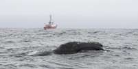 Baleia de pele negra e mandíbula curva pode medir até 17 metros e pesar 90 toneladas  Foto: AFP