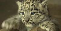 O filhote de leopardo-das-neves  foi apresentado pelo zoológico de Dudley, na Inglaterra  Foto: BBC News Brasil