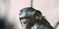 Estudo diz que fêmeas usam o órgão sexual para dominar machos bonobos  Foto: Getty Images 