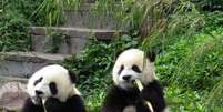 Os pandas gigantes são naturais da província de Sichuan  Foto: AFP