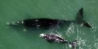 Das 40 baleias avistadas, 15 eram filhotes  Foto: Paulo Flores/CMA-ICMBio / Divulgação