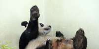 A panda gigante Tian Tian nasceu em 2003 e chegou h&aacute; dois anos &agrave; Esc&oacute;cia, emprestada pela China por dez anos  Foto: Reuters