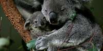 <p>O coala é um animal muito delicado e especialmente sensível a qualquer mudança no meio ambiente</p>  Foto: Getty Images 