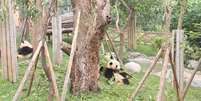 Pandas da Base de Pesquisa de Reprodução do Panda Gigante de Chengdu, na China, são uma das atrações  Foto: Reprodução