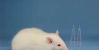 Os cientistas conseguiram liofilizar o esperma de um rato, deixando os espermatozoides viáveis cinco anos depois  Foto: AFP