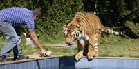Ary Borges diz que nunca houve nenhum incidente envolvendo os tigres e que eles são muito dóceis  Foto: AP
