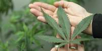 <p>No Uruguai, o consumo de maconha não é condenado por lei, mas a venda e o cultivo ainda são proibidos</p>  Foto: Reuters