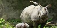 <p>Caça furtiva ameaça rinocerontes</p>  Foto: Reuters