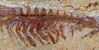 Fóssil de ancestral das aranhas e escorpiões foi descoberto na China  Foto: N. Strausfeld et al./Nature / Divulgação