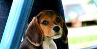 <p>Cão da raça beagle</p>  Foto: Eco Desenvolvimento