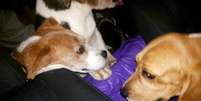 Ativistas divulgaram fotos nas redes sociais, na madrugada desta sexta-feira, fotos de cães beagles libertados do Instituto Royal, em São Roque (SP), onde animais seriam vítimas de crueldade em pesquisas  Foto: Twitter / Reprodução