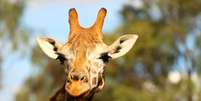 Desafio pede que quem erre a resposta da charada troque sua foto pela imagem de uma girafa  Foto: Getty Images 