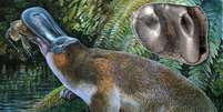 <p>Ilustração mostra o <em>Obdurodon tharalkooschild</em>, ornitorrinco com dentes que permitiam ao mamífero comer presas (como a tartaruga) que a espécie atual não consegue: descoberta reescreve árvore evolutiva</p>  Foto: Peter Schouten / Divulgação