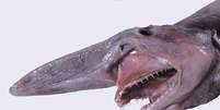 <p>Quimera de nariz comprido foi inicialmente confundido com o igualmente bizarro tubarão-duende (foto)</p>  Foto: Wikimedia