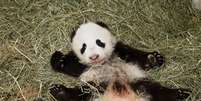 Fu Bao &eacute; o terceiro panda que nasce no zool&oacute;gico de Viena, depois de Fu Long (Drag&atilde;o feliz) e Fu Hu (Tigre feliz)  Foto: AFP