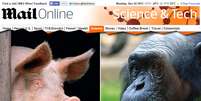 Cientista sugere que uma pele sem pelos e com gordura subcutânea seria explicada por ancestrais suínos  Foto: Daily Mail / Reprodução