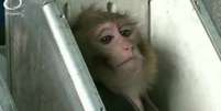 Imagem mostra o macaco que teria ido ao espaço  Foto: BBC News Brasil
