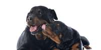 Rottweilers podem ser muito dóceis se adestrados de maneira correta  Foto: Getty Images 